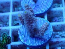 画像1: No.54 ウスエダミドリイシ (1)