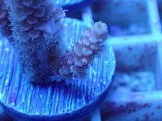 画像2: No.54 ウスエダミドリイシ (2)