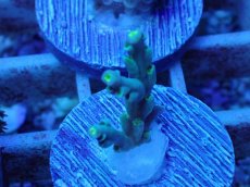 画像1: No.55 スペシオーサ (1)