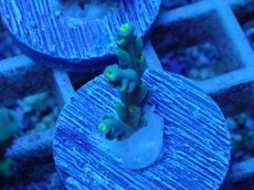 画像2: No.55 スペシオーサ (2)