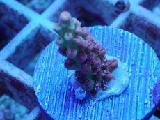 画像1: No.56 オーストラリア産 ストロベリーショートケーキ (1)