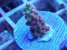 画像2: No.56 オーストラリア産 ストロベリーショートケーキ (2)