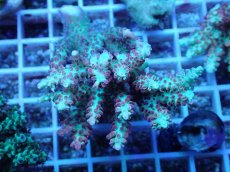 画像1: No.57 オーストラリア産 ストロベリーショートケーキ (1)