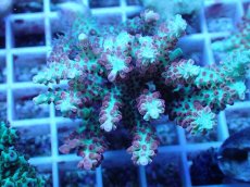 画像2: No.57 オーストラリア産 ストロベリーショートケーキ (2)