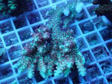 画像1: No.58 オーストラリア産 ストロベリーショートケーキ (1)