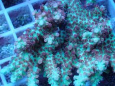 画像2: No.58 オーストラリア産 ストロベリーショートケーキ (2)