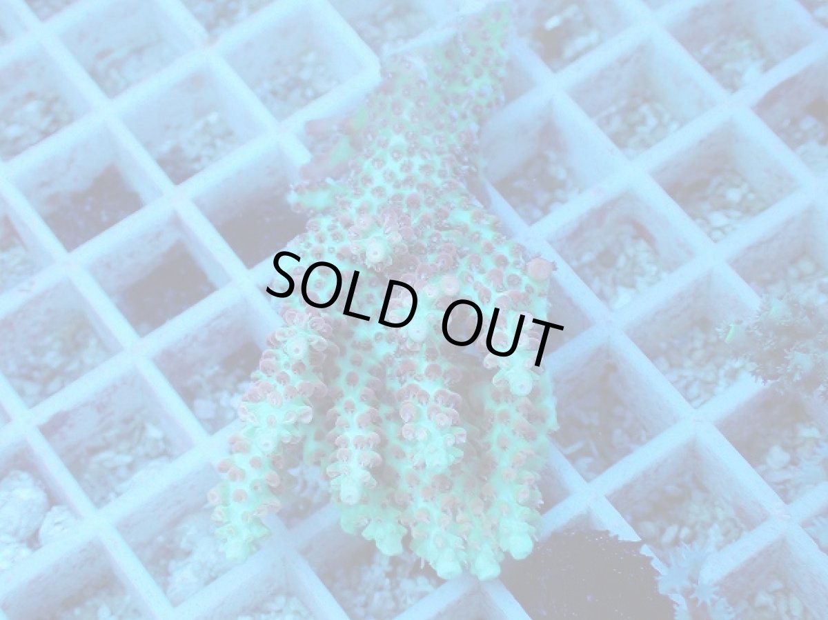 画像1: No.59 オーストラリア産 ストロベリーショートケーキ (1)