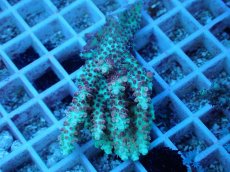 画像1: No.59 オーストラリア産 ストロベリーショートケーキ (1)