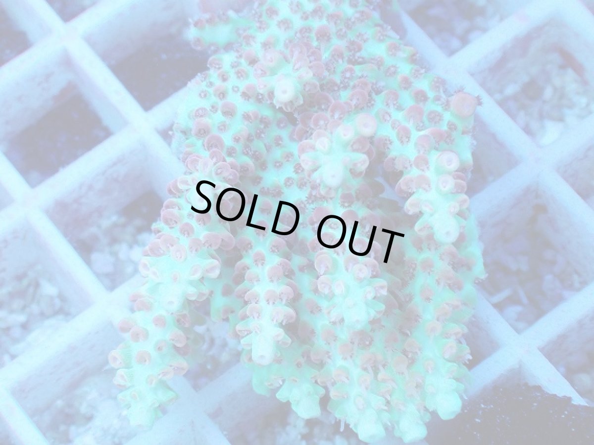 画像2: No.59 オーストラリア産 ストロベリーショートケーキ (2)