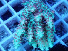 画像2: No.59 オーストラリア産 ストロベリーショートケーキ (2)