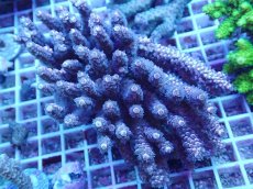 画像1: No.60 バーミキュラータ　ピンク (1)