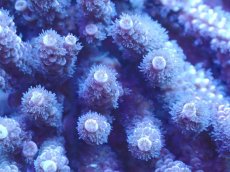 画像2: No.60 バーミキュラータ　ピンク (2)