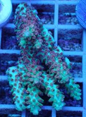 画像1: No.61 オーストラリア産 ストロベリーショートケーキ (1)