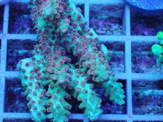 画像2: No.61 オーストラリア産 ストロベリーショートケーキ (2)