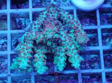 画像1: No.62 オーストラリア産 ストロベリーショートケーキ (1)