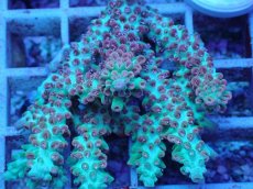 画像2: No.62 オーストラリア産 ストロベリーショートケーキ (2)