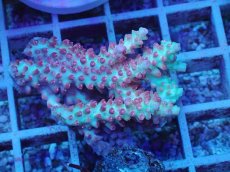 画像1: No.63 オーストラリア産 ストロベリーショートケーキ (1)