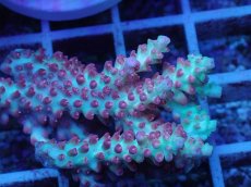 画像2: No.63 オーストラリア産 ストロベリーショートケーキ (2)