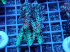 画像1: No.64 オーストラリア産 ストロベリーショートケーキ (1)