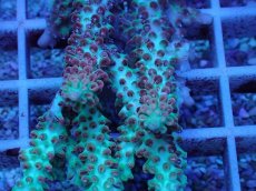 画像2: No.64 オーストラリア産 ストロベリーショートケーキ (2)