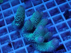 画像1: No.65 オーストラリア産 スパスラータ (1)