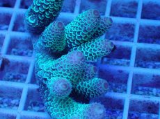 画像2: No.65 オーストラリア産 スパスラータ (2)