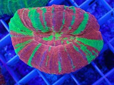 画像1: No.1 オーストラリア産 スコリミア　reverse bleeding apple (1)