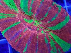 画像2: No.1 オーストラリア産 スコリミア　reverse bleeding apple (2)