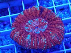 画像1: No.2 オーストラリア産 スコリミア　 (1)