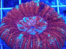 画像2: No.2 オーストラリア産 スコリミア　 (2)