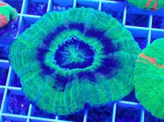 画像1: No.3 オーストラリア産 スコリミア　UFO (1)