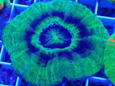 画像2: No.3 オーストラリア産 スコリミア　UFO (2)