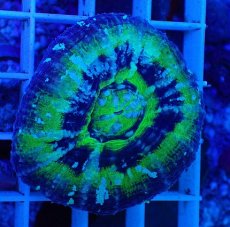 画像1: No.4 オーストラリア産 スコリミア　UFO (1)