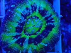 画像2: No.4 オーストラリア産 スコリミア　UFO (2)