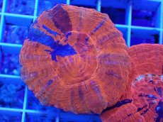 画像1: No.5 オーストラリア産 スコリミア スーパーマン (1)