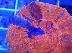 画像2: No.5 オーストラリア産 スコリミア スーパーマン (2)