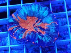 画像1: No.6 オーストラリア産 スコリミア　war paint (1)