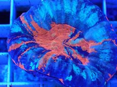 画像2: No.6 オーストラリア産 スコリミア　war paint (2)