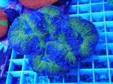 画像1: No.7 ハナガタサンゴ (1)