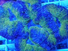 画像2: No.7 ハナガタサンゴ (2)