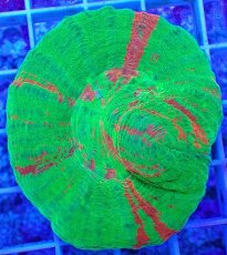 画像1: No.8 オーストラリア産 スコリミア　bleeding apple (1)