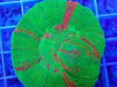 画像2: No.8 オーストラリア産 スコリミア　bleeding apple (2)