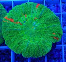 画像1: No.9 オーストラリア産 スコリミア　bleeding apple (1)