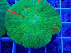 画像2: No.9 オーストラリア産 スコリミア　bleeding apple (2)