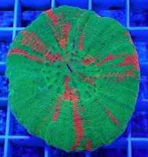 画像1: No.10 オーストラリア産 スコリミア　bleeding apple (1)