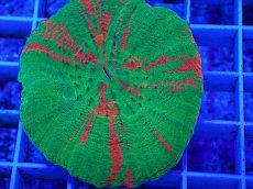 画像2: No.10 オーストラリア産 スコリミア　bleeding apple (2)