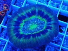 画像1: No.11 オーストラリア産 スコリミア　UFO (1)