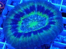 画像2: No.11 オーストラリア産 スコリミア　UFO (2)