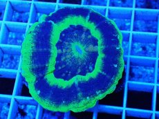 画像1: No.12 オーストラリア産 スコリミア　UFO (1)