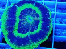 画像2: No.12 オーストラリア産 スコリミア　UFO (2)